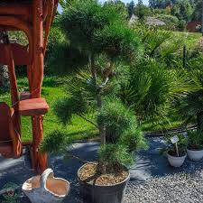 [0309] Borovica lesná PINUS SYLVESTRIS, Ciotola 50,160-180 Bonsai