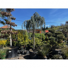 [0313] CEDRUS ATLANTICA "Glauca Pendula",Clt 230 20-25-30 Ramificato