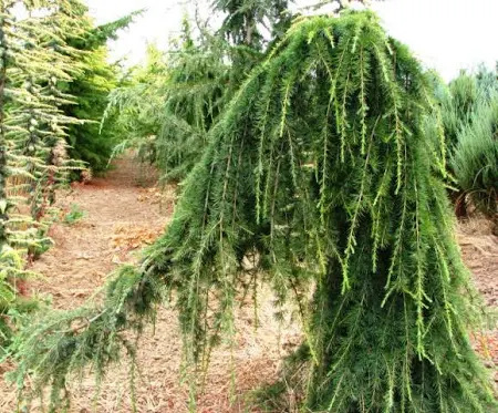 [0314] Céder himalájsky (CEDRUS DEODARA) "Pendula" Clt 750, 300-350, 45-50 Ramificato