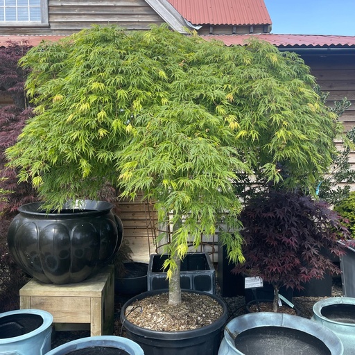 [0315] ACER (GIAPPONESE) DISSECTUM "Viridis",Cltt 280 200-250,30-35 1/4 Fusto