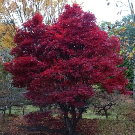 [0336] Javor dlaňolistý ACER (GIAPPONESE) PALMATUM "Skeeter's Broom" Clt.30, 125-150 forte