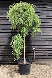 [0341] Sofora japonská (SOPHORA JAPONICA "Pendula"  Clt.110, 14-16 Alto fusto