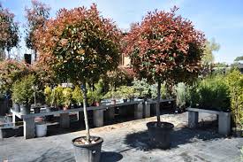 [0343] PHOTINIA x FRASERI "Red Robin" Clt. 210-230, 150-175 Extra Multitronco