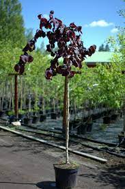 [0353] CORYLUS AVELLANA (nocciolo) "Purple Umbrella" Clt.25 8-10 3/4 fusto