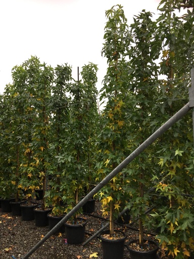 [0362] LIQUIDAMBAR STYRACIFLUA "Slender Silhouette" Clt.35 300-350