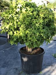 [0368] LIQUIDAMBAR STYRACIFLUA Clt.70 200/+ Trio