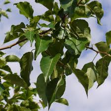[0369] PYRUS CALLERIANA "Chanticleer" Clt.25, 6-8 Fusto