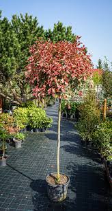 [0372] PHOTINIA X FRASERI CASSINI "Pink Marble" Clt.18, 1/2 fusto