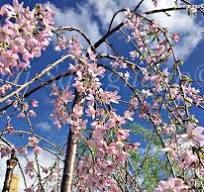 [0373] PRUNUS (Giapponese) SUBHIRTELLA "Pendula Rosea Clt.25, 200-250, 6-8 Ramificato