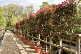 [0377] Photínia (Červienka) PHOTINIA x FRASERI "Red Robin" Clt.25, 120x90 Spalliera