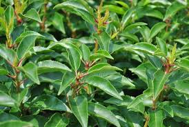 [0378] PRUNUS LUSITANICA "Angustifolia" Clt.15, 100-125+