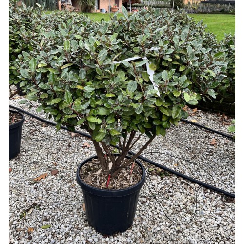 [0380] ELAEAGNUS EBBINGEII "Compacta" Clt.55 100-125 Multitronco