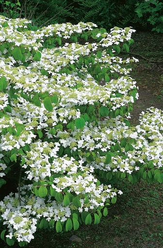 [0383] Kalina japonská (VIBURNUM PLICATUM) "Watanabe" Clt.70 175-200