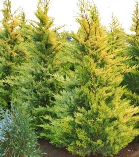 [0384] CUPRESSOCYPARIS LEYLANDII "Gold Rider" Clt.55 300-350