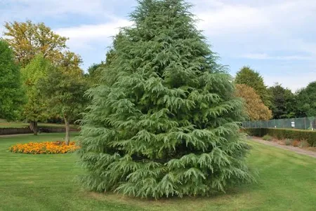 [0393] Céder himalájsky (CEDRUS DEODARA) "Robusta Glauca"Clt.45 200-250 Ramificato