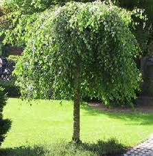 [0399] BETULA "Youngii Pendula" clt.30 250-3-350, 8-10-12 Ramificato