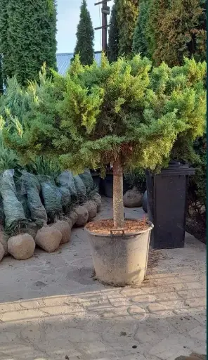 [0400] Borievka netatová JUNIPERUS SABINA "Tamariscifolia" Clt.30-35 1/2 Fusto Bonsai