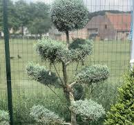 [0401] Cypruštek arizónsky CUPRESSUS ARIZONICA "Fastigiata" Clt.35 100-125 Bonsai