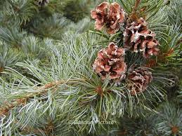 [0402] PINUS PARVIFLORA "Glauca" Clt.55 140-160