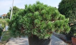[0403] PINUS MUGO "Mughus" Clt.30 60/70