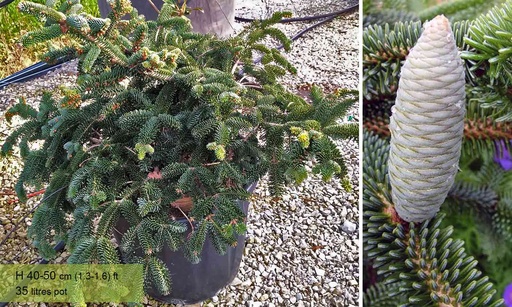 [0404] Jedľa alžírska (ABIES NUMIDICA) Clt.30 60-80-100