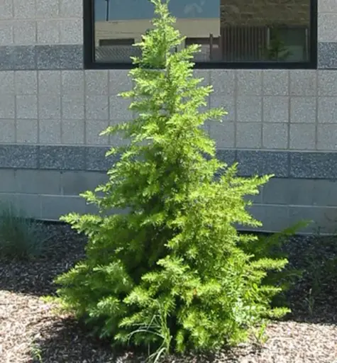 [0413] CEDRUS LIBANI Clt.30 150-175 Ramificato