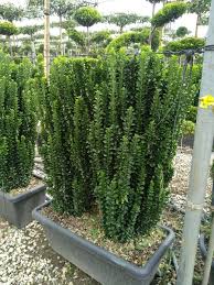 [0418] EUONYMUS JAPONICUS "Livornese"clt.40 60/80 Palla
