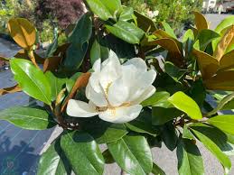 [0422] (MAGNOLIA GRANDIFLORA) "Alta" clt.65 125-150 Forte