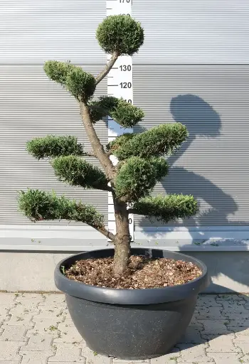 [0424] CUPRESSOCYPARIS LEYLANDII clt.60 120-140 Bonsai