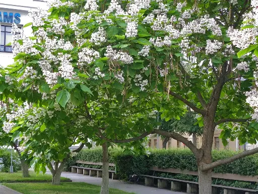 [0431] CATALPA BIGNONIOIDES clt.55 175-200 Ceppala