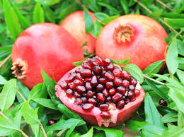 [0441] PUNICA GRANATUM (da Frutto) clt.35 20-30 1/2 fusto