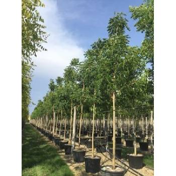 [0446] KOELREUTERIA PANICULATA clt.55 175-200 Ceppaia