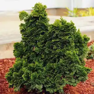 [0451] CHAMAECYPARIS OBTUSA "Nana Gracilis" clt.30 80-100