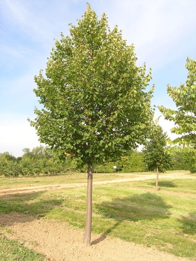 [0452] TILIA PLATYPHILLOS clt.35 8-10 Alto Fusto