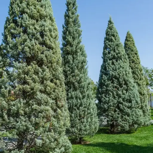 [0459] CUPRESSUS ARIZONICA "Fastigiata" clt.30-35, 200-250