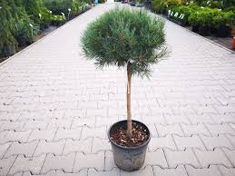 [0460] PINUS SYLVESTRIS "Watereri Nana" clt.35 12-14, 1/2 Fusto