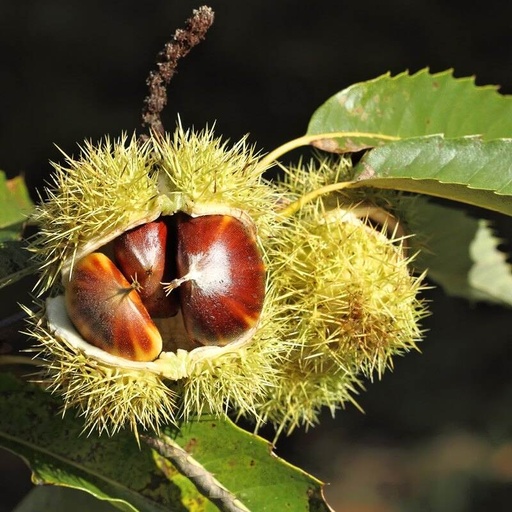 [0461] CASTANEA SATIVA (Castagno) clt.110 14-16 Alto Fusto