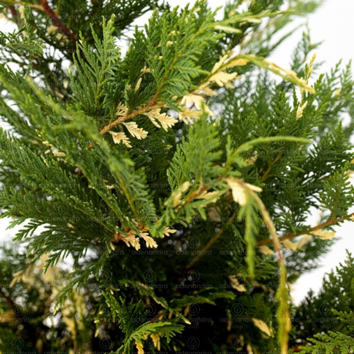 [0462] CUPRESSOCYPARIS LEYLANDII "Variegatus" clt.35 200-250