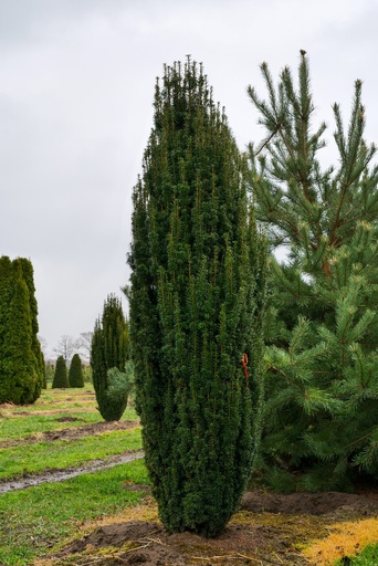 [0466] TAXUS BACCATA "Fastigiata Robusta" clt.20 100-125