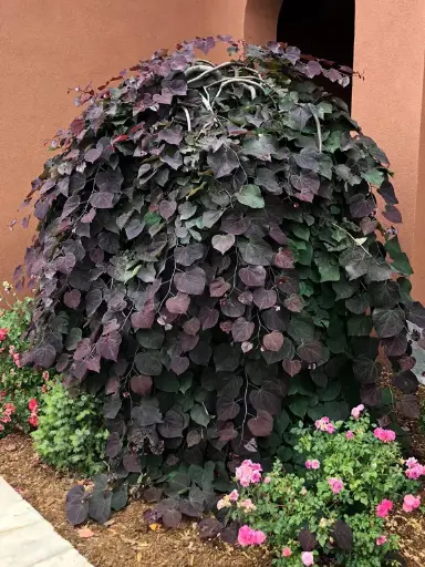 [0472] Judášovec kanadský (CERCIS CANADENSIS) "Ruby Falls" clt.25 175-200+
