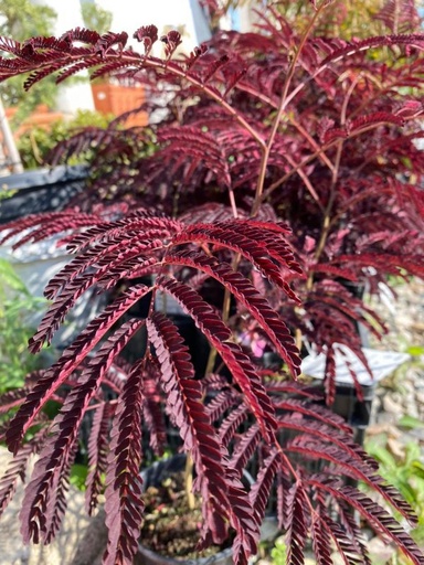 [0478] ALBIZIA JULIBRISSIN "Summer Chocolate" clt.12 4-6 Astoni
