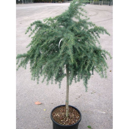 [0489] CEDRUS DEODARA "Feeling Blue"clt.15, 5-6 1/2 fusto