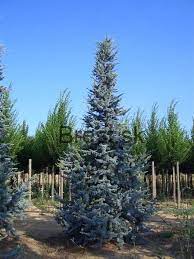 [0491] Céder atlantský (CEDRUS ATLANTICA) "Glauca"clt.15 80-100 Ramificato