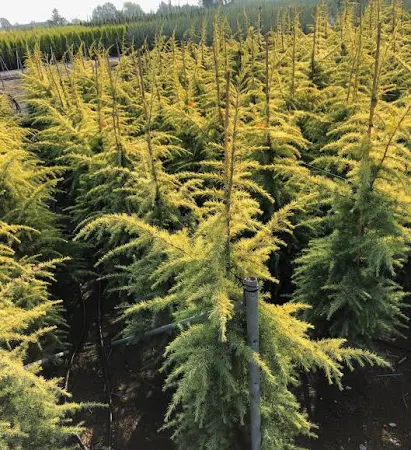 [0493] CEDRUS DEODARA "Aurea" clt.15 80-100 Ramificato