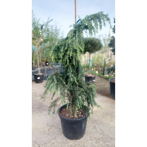 [0494] CEDRUS DEODARA "Feeling Blue" clt.15 80-100 Con Tutore Ramificato