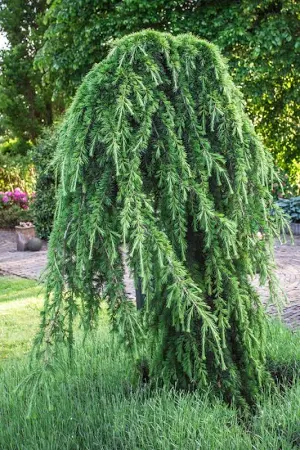 [0496] CEDRUS DEODARA "Pendula" clt.18 160-180 Ramificato
