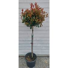 [0512] Červienka (PHOTINIA x FRASERI) "Red Robin" clt.7 1/4 fusto