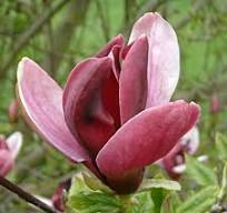 [0517] MAGNOLIA (SPOG.) LILIFLORA "Nigra" clt.10