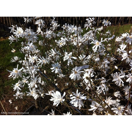 [0518] Magnólia hviezdokvetá (MAGNOLIA (SPOG.) STELLATA) "Royal Star" clt.55  150-175