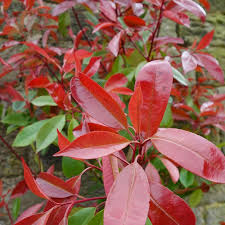 [0521] Červienka (PHOTINIA x FRASERI) "Red Robin" clt.9 80-100-125